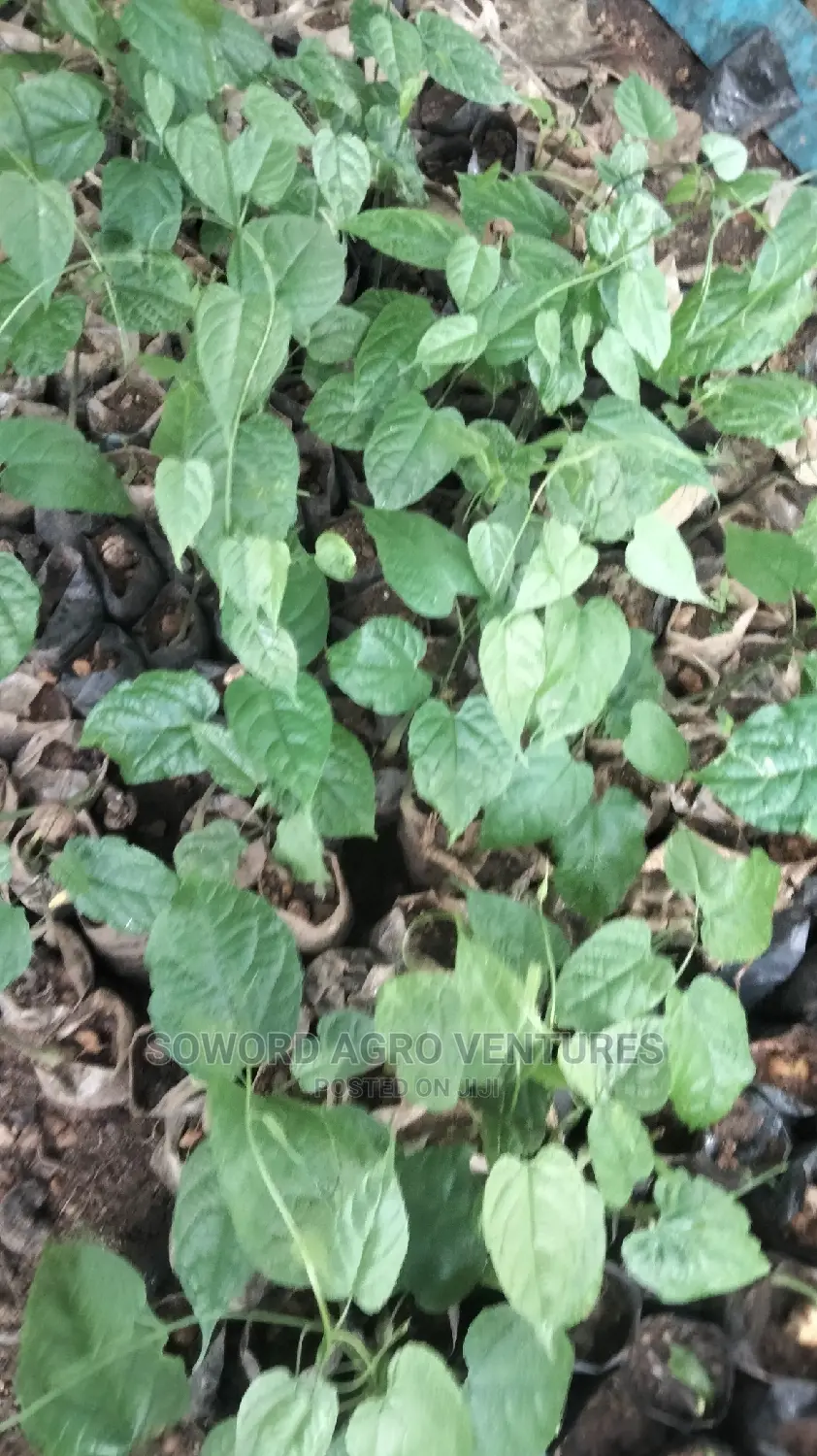Walnut Seedlings