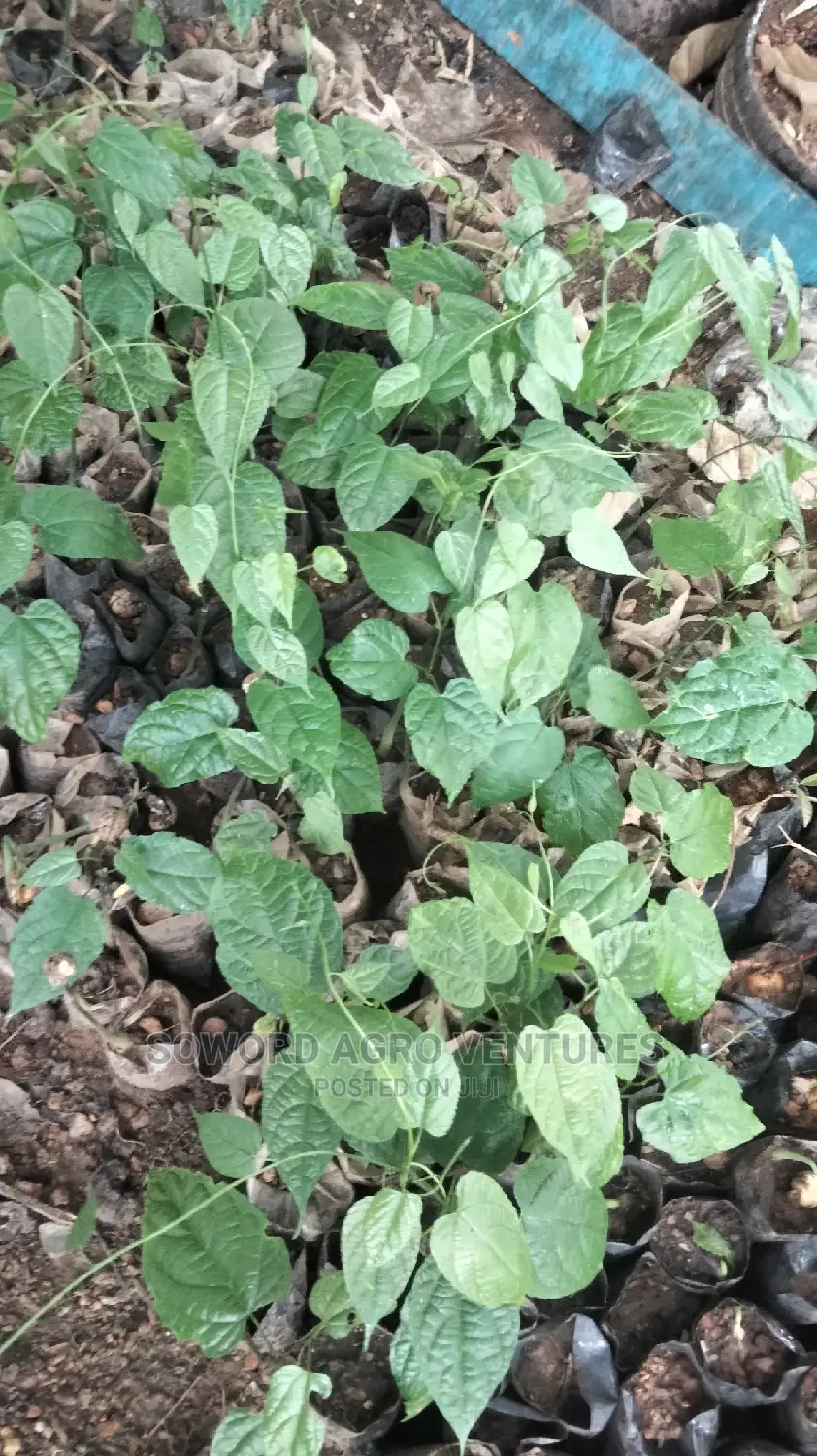 Walnut Seedlings