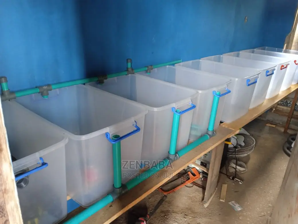 Catfish Breeding , Managements, Sales and Consultation