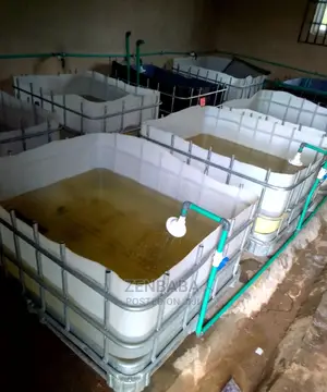 Catfish Breeding , Managements, Sales and Consultation