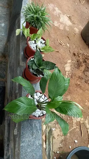 Office Plants