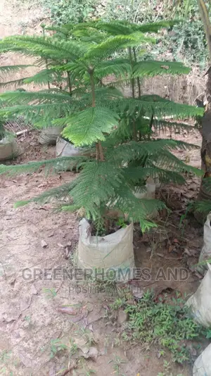 Araucaria Plant