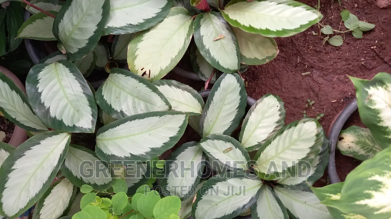 Pot Plants