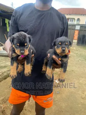 1-3 months Female Purebred Rottweiler