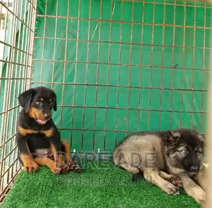 1-3 months Female Purebred Rottweiler