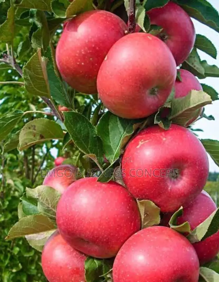 Apple Seedlings (Foreign)