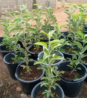 Apple Seedlings (Foreign)