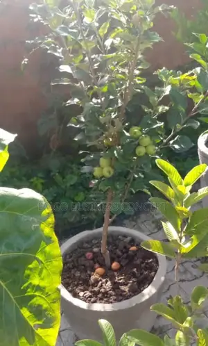 Apple Seedlings (Foreign)
