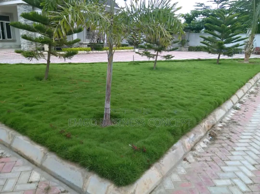 Carpet Grass