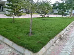 Carpet Grass