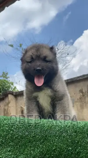 1-3 months Female Purebred Caucasian Shepherd