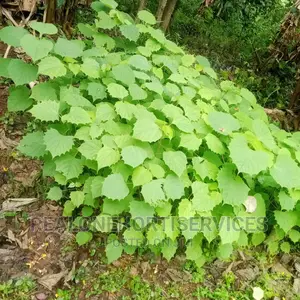 Gmelina - Fast-Growing Deciduous Tree for Farm Fencing