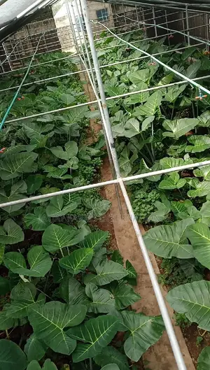 Green House