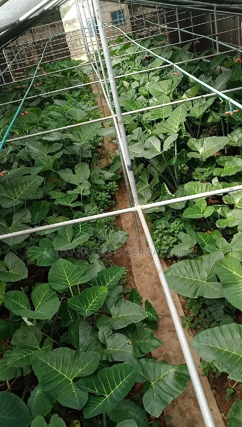 Green House