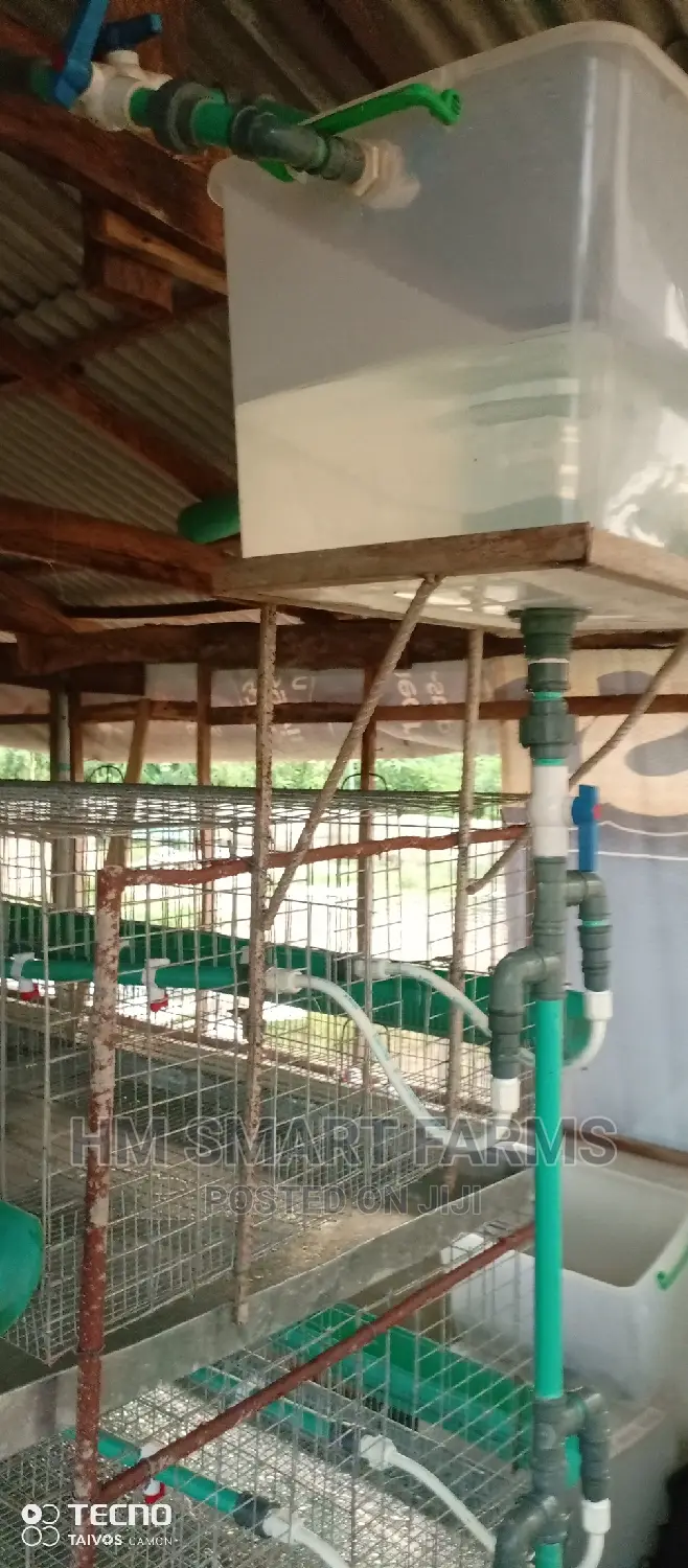 Day Old Cage