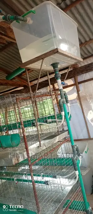 Day Old Cage