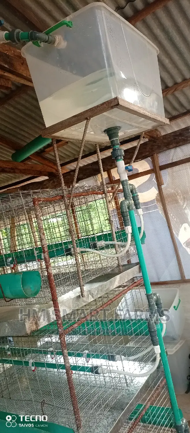Day Old Cage