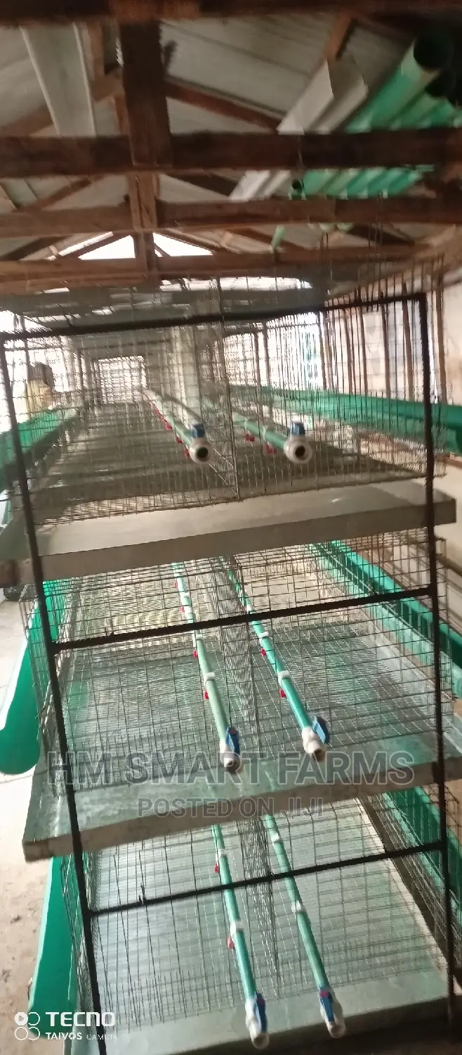 Day Old Cage