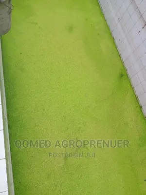Duckweed and Azolla Water Plant
