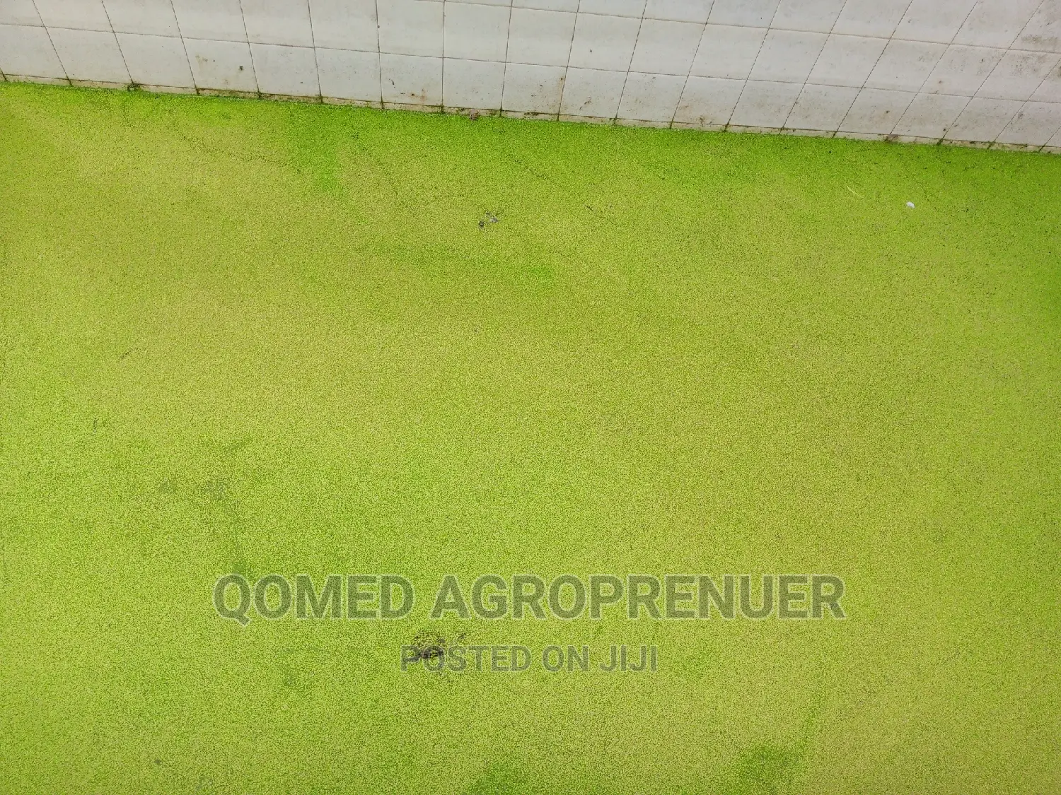 Duckweed and Azolla Water Plant
