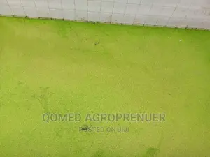 Duckweed and Azolla Water Plant