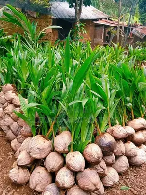 Hybrid Dwarf Coconut Seedlings