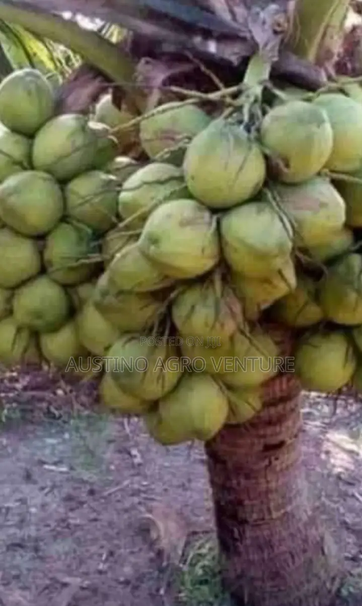 Hybrid Dwarf Coconut Seedlings