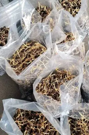 Our Malaysia Supergene F1 Sprouted Seed Is All You Need