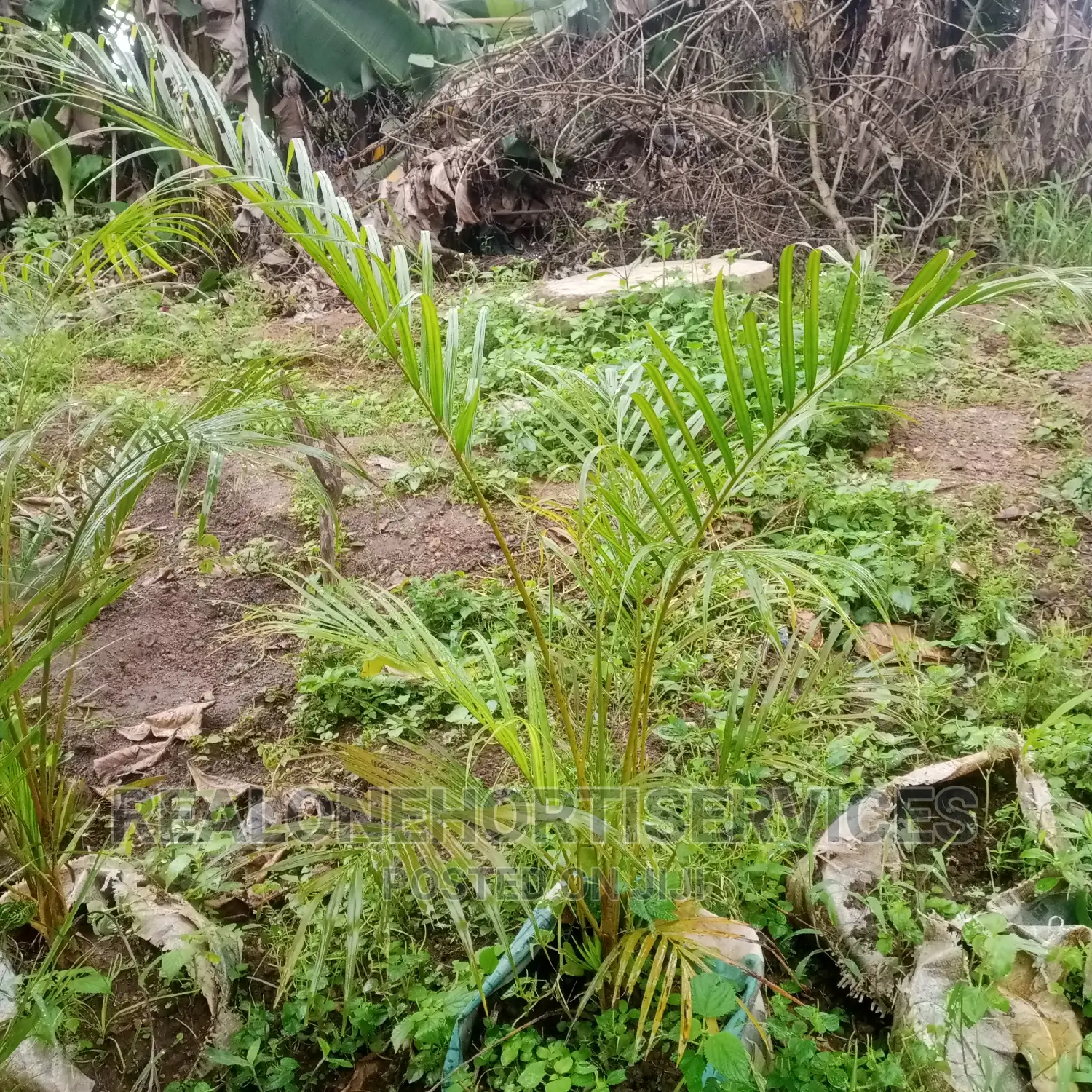 Golden Palm