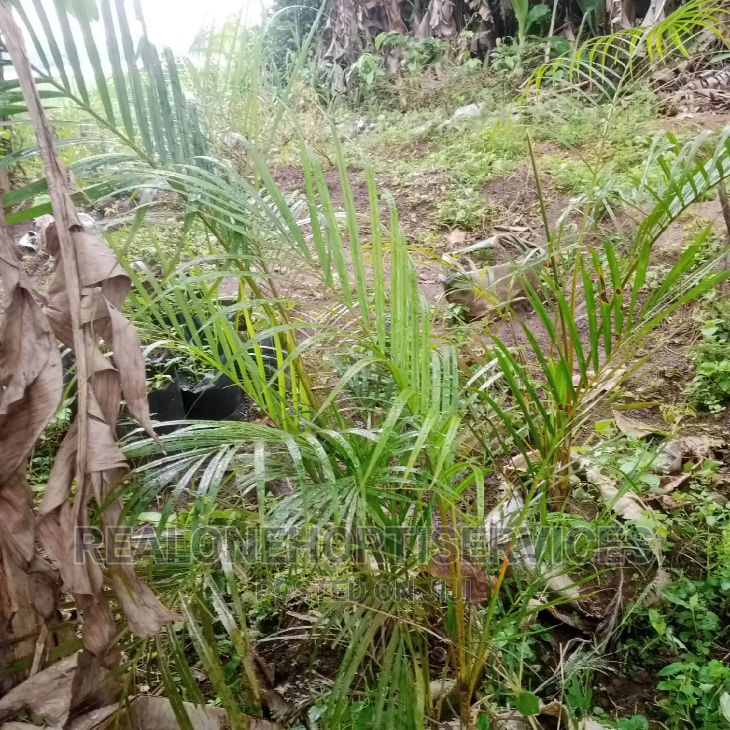 Golden Palm