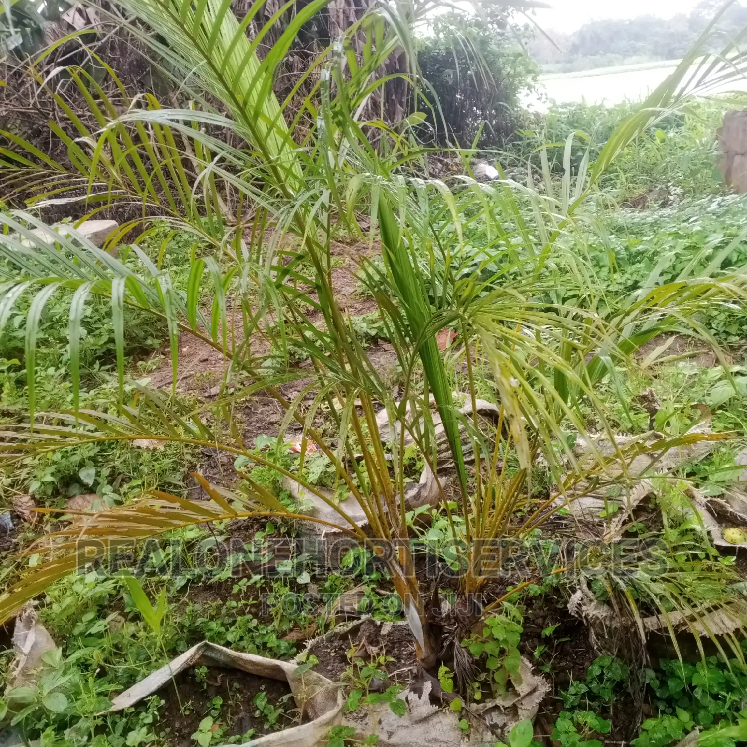 Golden Palm