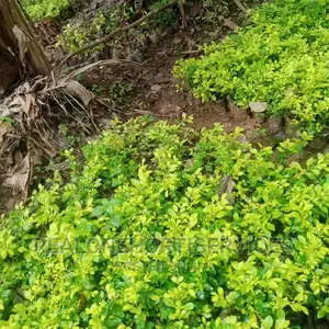 Yellow Bush Plants Best For Hedges And Topiary