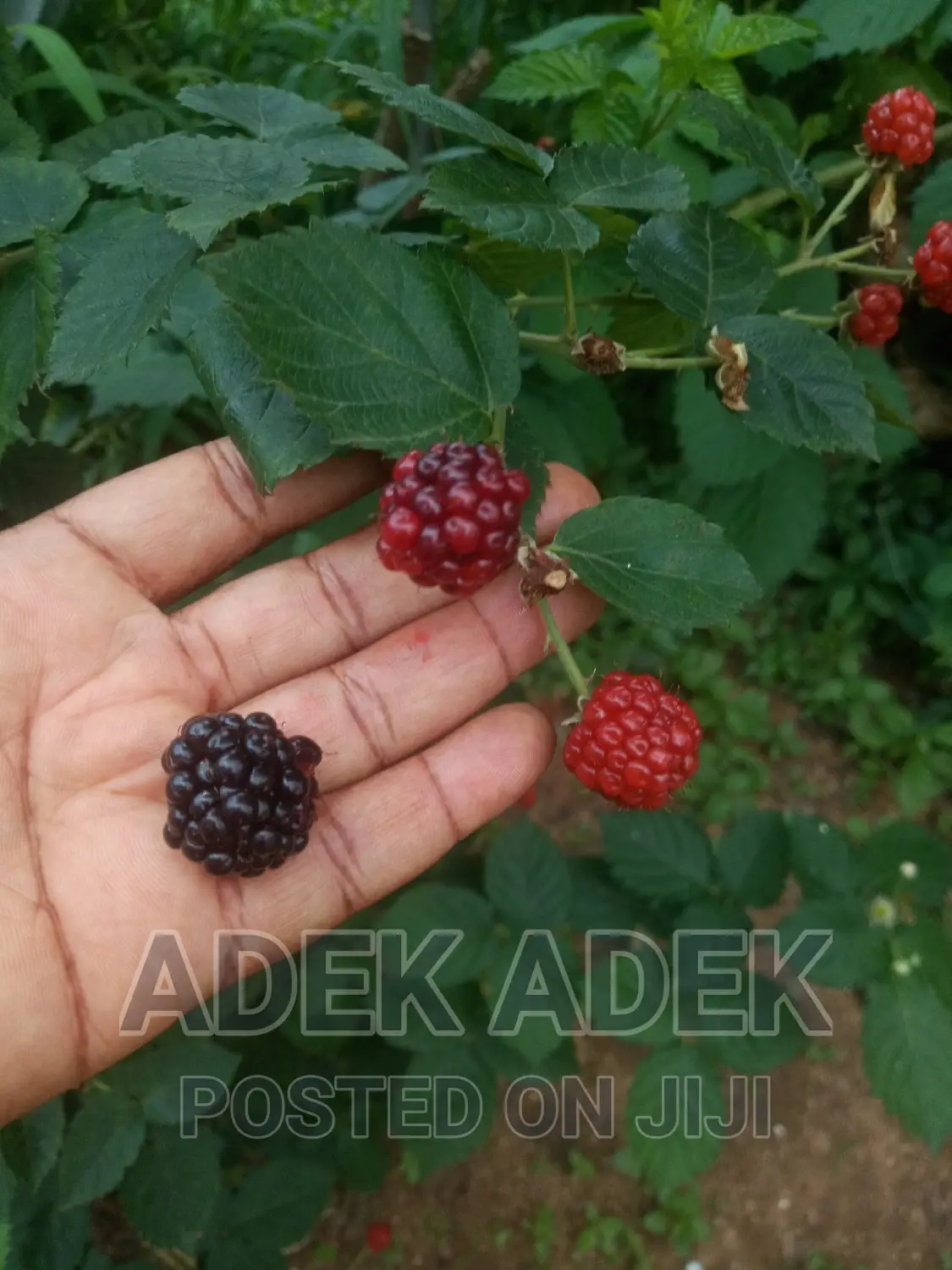 Blackberry Seedlings