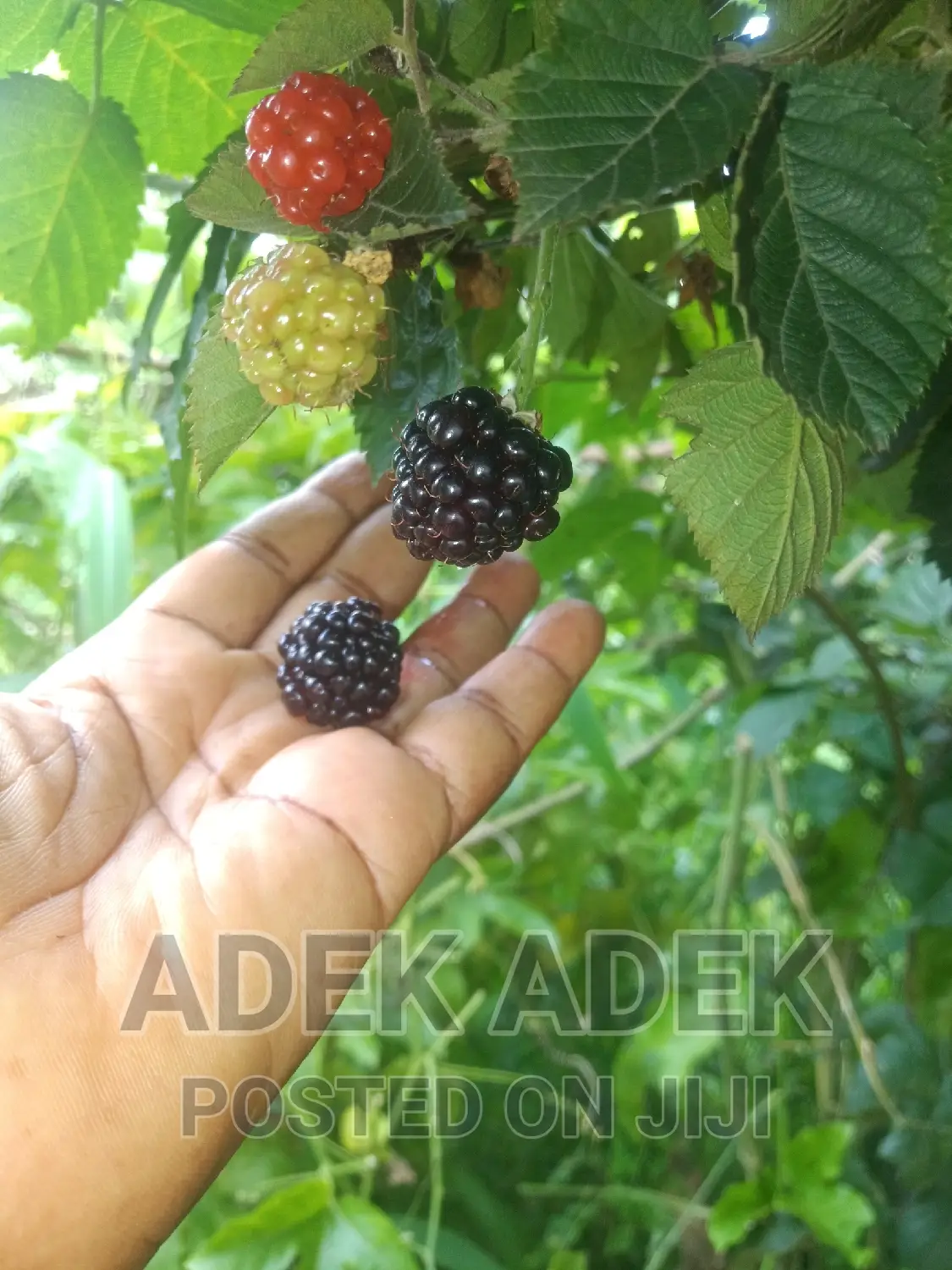 Blackberry Seedlings