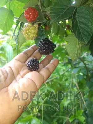 Blackberry Seedlings