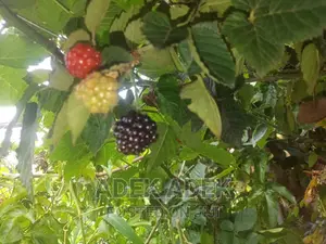 Blackberry Seedlings