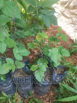 Blackberry Seedlings
