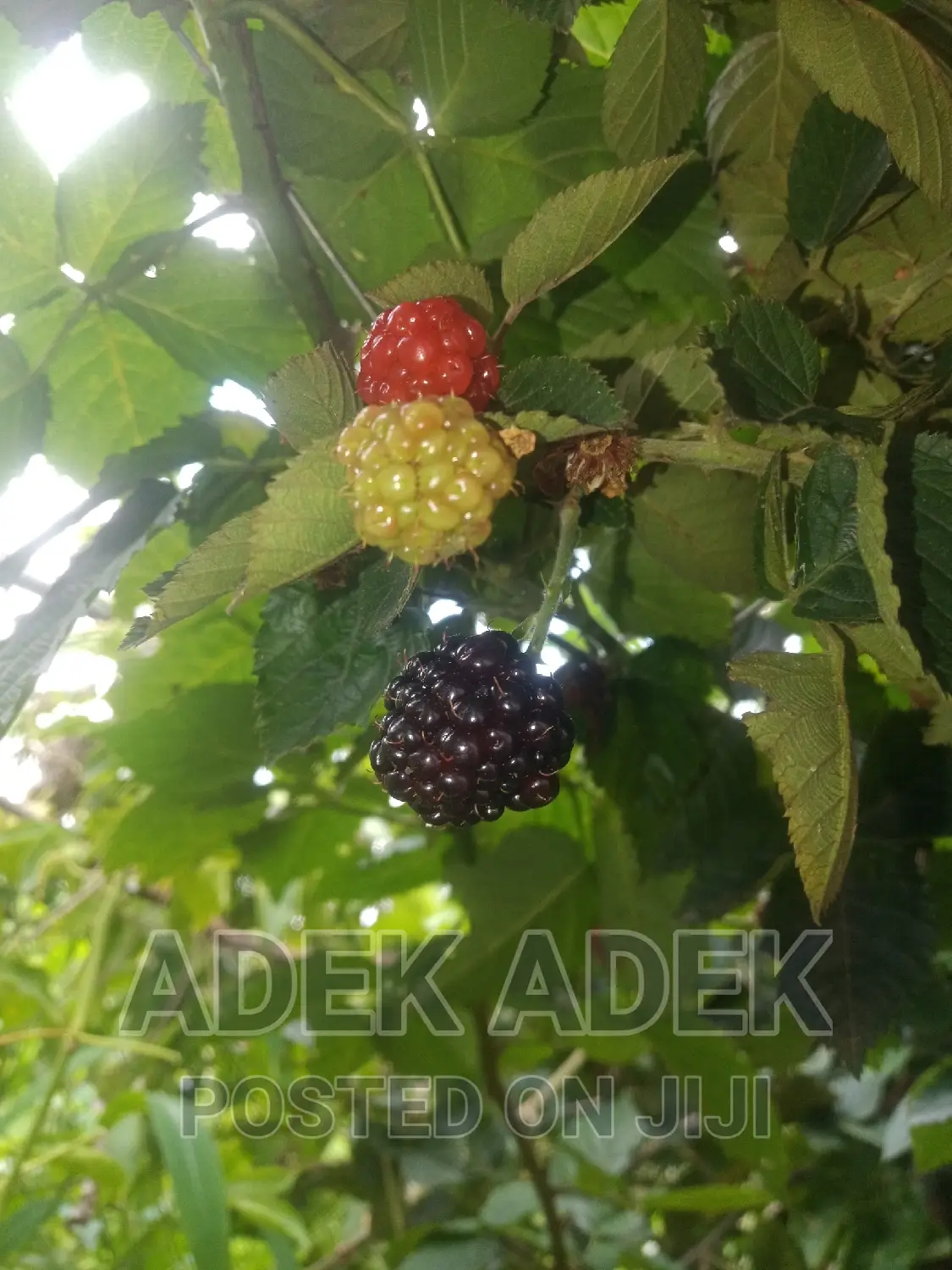Blackberry Seedlings