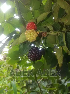 Blackberry Seedlings