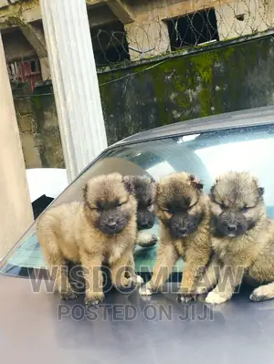 1-3 months Male Purebred Caucasian Shepherd