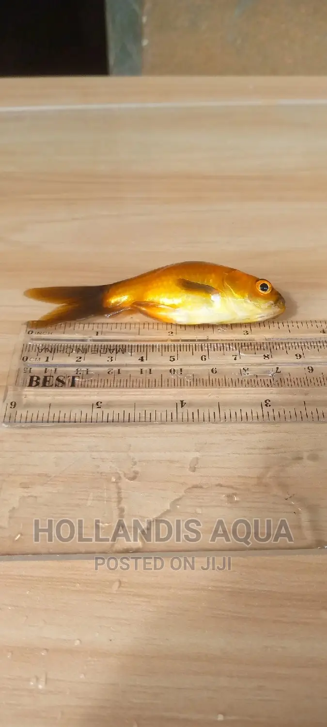 Goldfishes Comets Shubunkins Aquarium