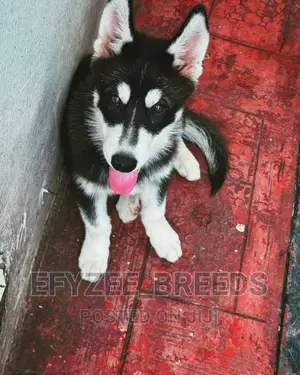 3-6 months Male Purebred Siberian Husky