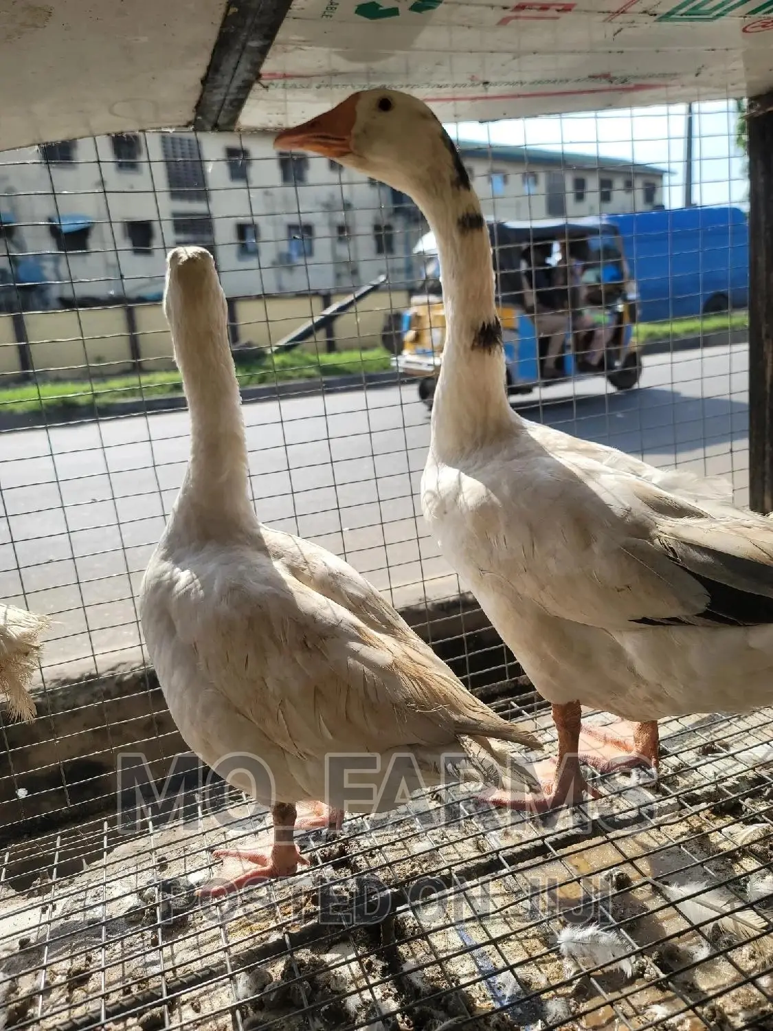 Geese and Goose
