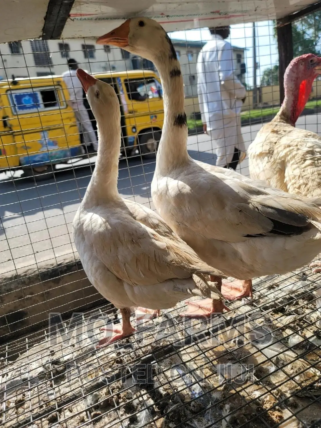 Geese and Goose