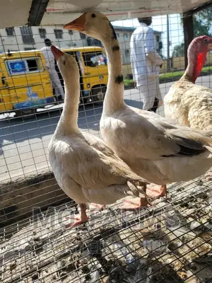 Geese and Goose