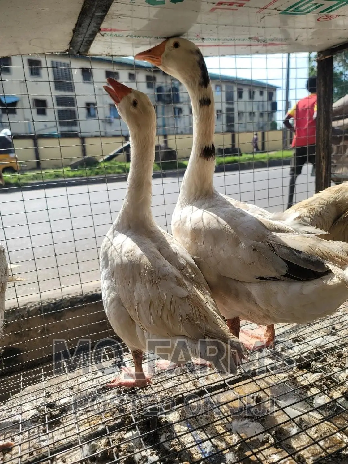 Geese and Goose