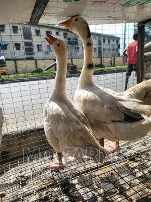 Geese and Goose