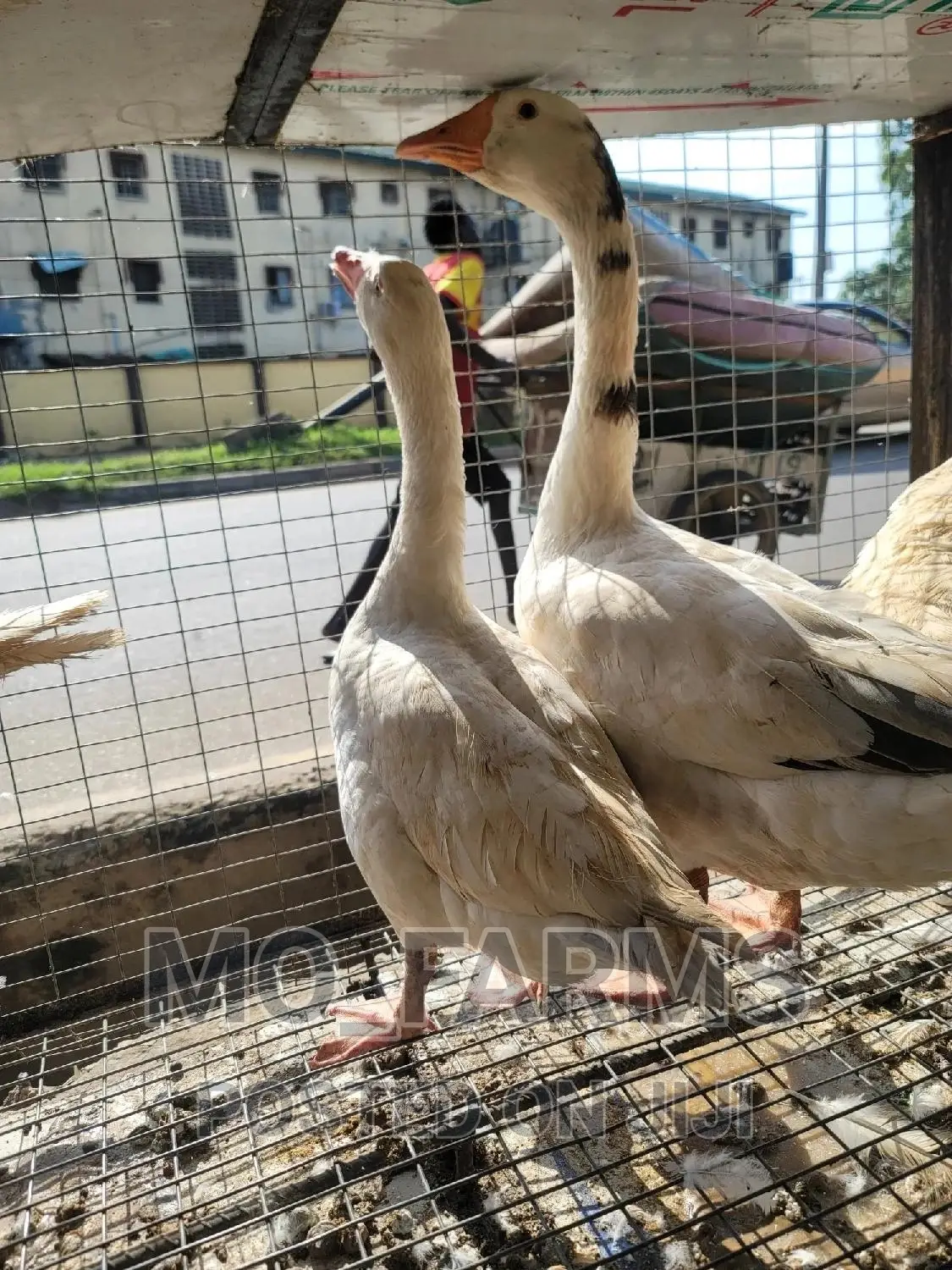Geese and Goose
