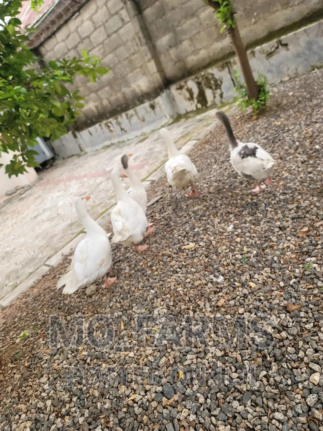 Geese and Goose