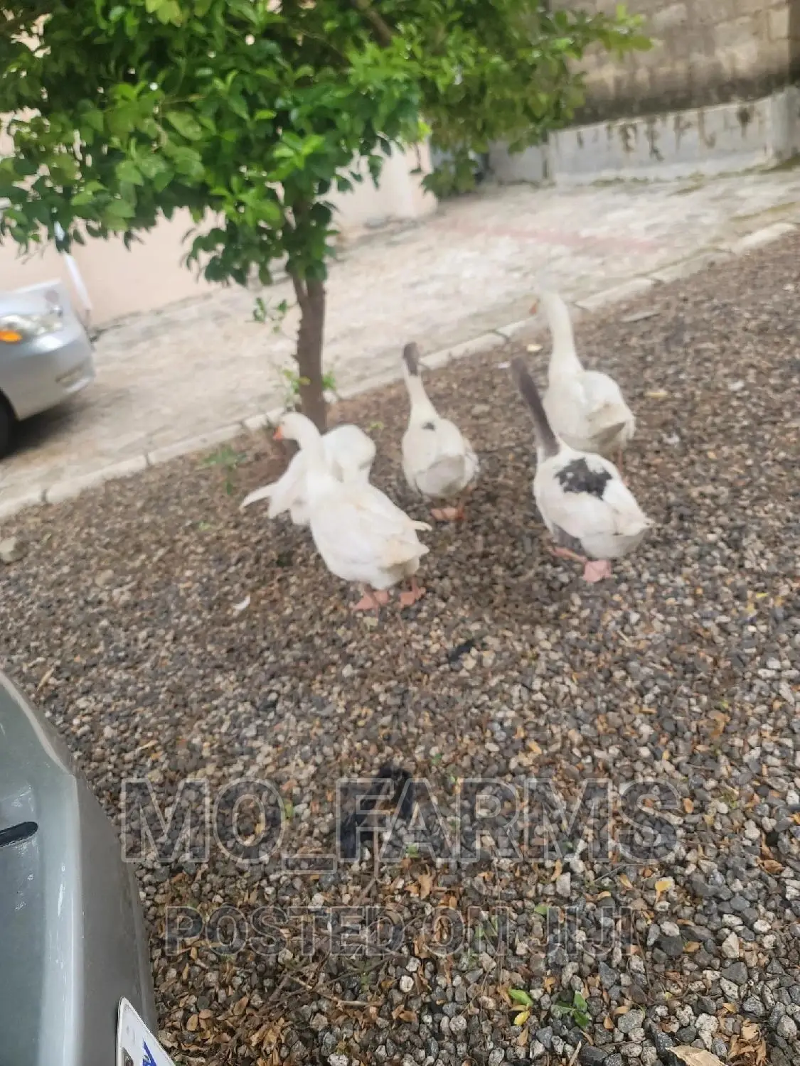Geese and Goose